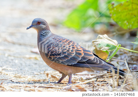A turtle dove that landed on the ground A turtle dove that landed on the ground 141607468
