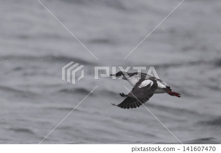 A flying subspecies of Aleutian sea pigeon A flying subspecies of Aleutian sea pigeon 141607470