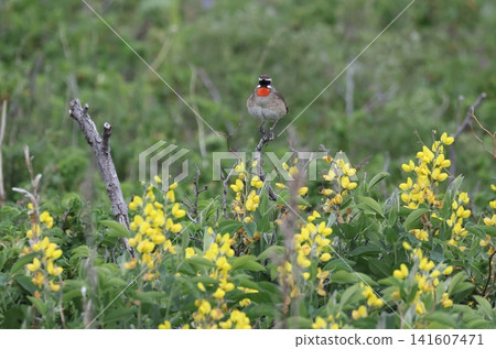 A male Siberian Rubythroat singing amidst the flowers of a Japanese bush clover. A male Siberian Rubythroat singing amidst the flowers of a Japanese bush clover. 141607471