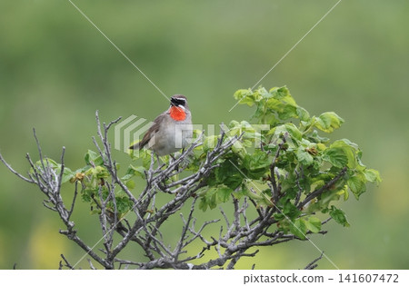 A male Siberian Rubythroat singing A male Siberian Rubythroat singing 141607472