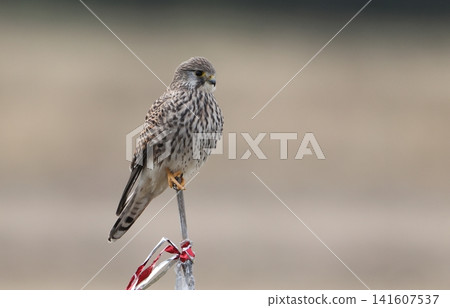 A female kestrel perched on a stake. 141607537