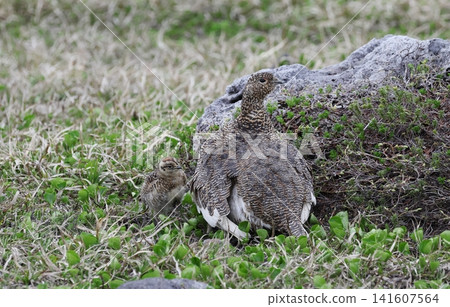 Parent and child of the Grouse Parent and child of the Grouse 141607564