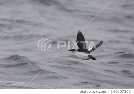 A flying subspecies of Aleutian sea pigeon A flying subspecies of Aleutian sea pigeon 141607565