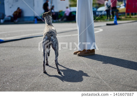 A dog with a gray striped coat stands still on a court. Its owner holds the leash while preparing for an upcoming activity. Other people are nearby A dog with a gray striped coat stands still on a court. Its owner holds the leash while preparing for an upcoming activity. Other people are nearby 141607887