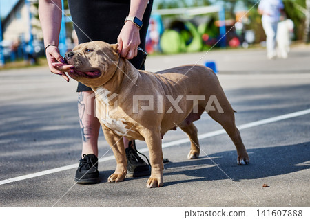 A person holds and pets a dog in a park setting. The dog stands on a path among playground equipment and green areas. People are in the background A person holds and pets a dog in a park setting. The dog stands on a path among playground equipment and green areas. People are in the background 141607888