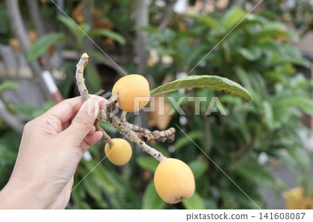 美麗的橙色枇杷還掛在枝頭,這些枇杷是初夏時節從花園裡採摘的。 美麗的橙色枇杷還掛在枝頭,這些枇杷是初夏時節從花園裡採摘的。 141608087