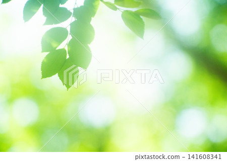 The season of fresh greenery The season of fresh greenery 141608341