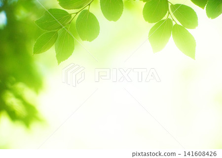 The season of fresh greenery The season of fresh greenery 141608426