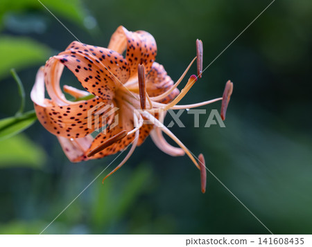 一株鮮豔的朱紅色虎百合 一株鮮豔的朱紅色虎百合 141608435