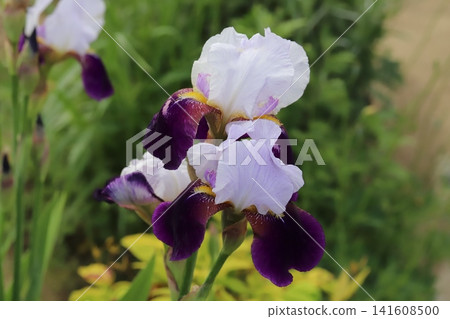 German irises, with their purple, downward-facing petals and white, upward-facing petals, bloom in the spring garden. German irises, with their purple, downward-facing petals and white, upward-facing petals, bloom in the spring garden. 141608500