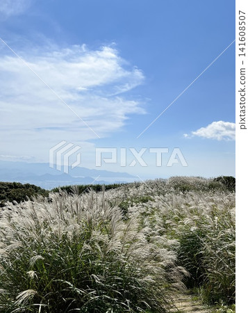一座俯瞰大海的蒲葦草小山 一座俯瞰大海的蒲葦草小山 141608507