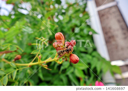 Yellowjacket Wasp on Reddish-Orange Flower Buds. Yellowjacket Wasp on Reddish-Orange Flower Buds. 141608697