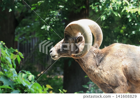 Okinawa sheep Okinawa sheep 141608829