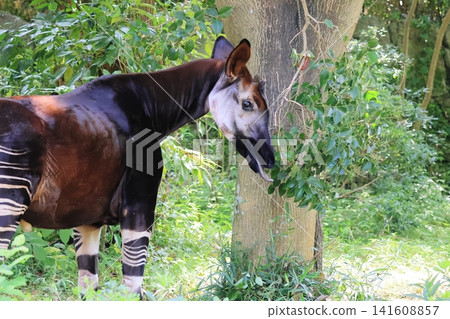 Okapi Okapi 141608857