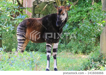Okapi Okapi 141608866