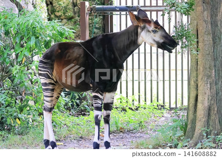 Okapi Okapi 141608882