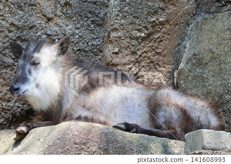 Japanese serow Japanese serow 141608993