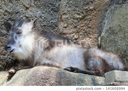Japanese serow Japanese serow 141608994