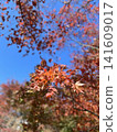 特寫鏡頭下的紅色楓葉，映襯著藍天。照片/圖像素材：秋季 141609017