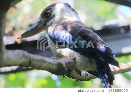 Ao-Banewarai kingfisher Ao-Banewarai kingfisher 141609025