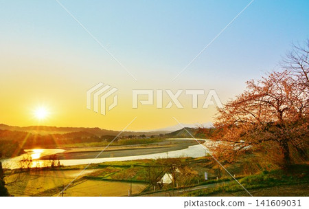 The great Shinano River and cherry blossoms bathed in the morning sun The great Shinano River and cherry blossoms bathed in the morning sun 141609031