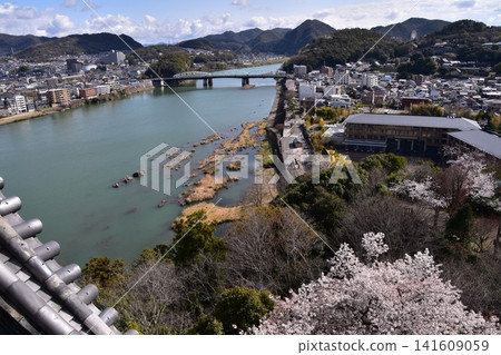日本愛知縣犬山市:春天的犬山城,櫻花盛開。從國寶級城堡塔樓的頂層俯瞰周圍的城市景觀和自然風光。 日本愛知縣犬山市:春天的犬山城,櫻花盛開。從國寶級城堡塔樓的頂層俯瞰周圍的城市景觀和自然風光。 141609059