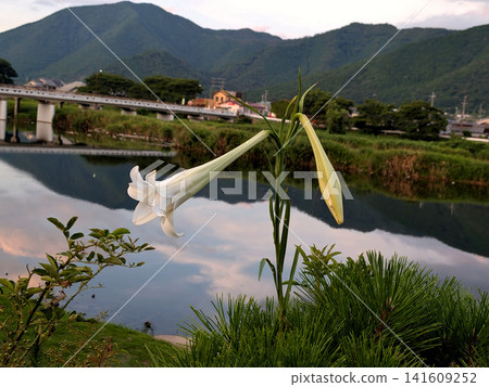黃昏時分,河邊盛開著白色百合花,遠處群山環繞。 黃昏時分,河邊盛開著白色百合花,遠處群山環繞。 141609252