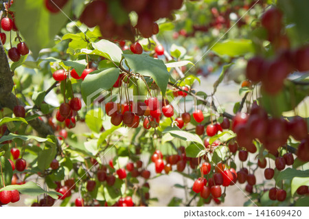 Ripe Autumn Olive Berries (Elaeagnus Umbellata) growing on a branch . oleaster Ripe Autumn Olive Berries (Elaeagnus Umbellata) growing on a branch . oleaster 141609420