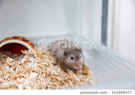 Golden hamster on a walk Golden hamster on a walk 141609477