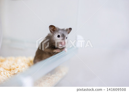 Golden hamster Golden hamster 141609508