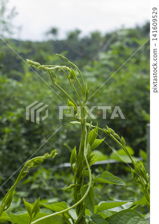 It is a kidney bean stem. 141609529