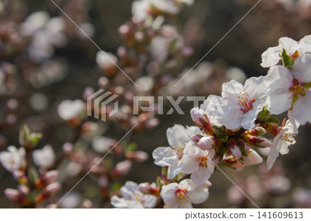 Pink cherry blossom(Cherry blossom, korean cherry) on the Nanking cherry tree. Pink cherry blossom(Cherry blossom, korean cherry) on the Nanking cherry tree. 141609613