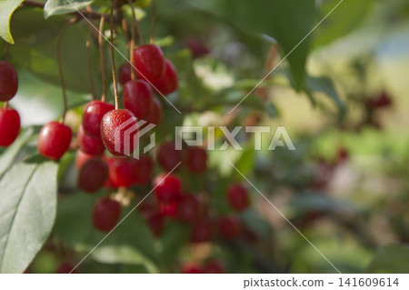 Ripe Autumn Olive Berries (Elaeagnus Umbellata) growing on a branch . oleaster Ripe Autumn Olive Berries (Elaeagnus Umbellata) growing on a branch . oleaster 141609614