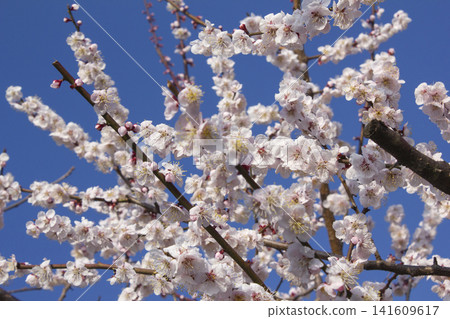 Apricot flower on nature background Apricot flower on nature background 141609617