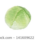 Watercolor illustration of cabbage 141609622