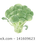 Broccoli watercolor illustration 141609623