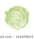Watercolor illustration of lettuce 141609624