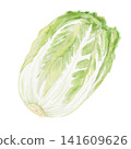 Chinese cabbage watercolor illustration 141609626