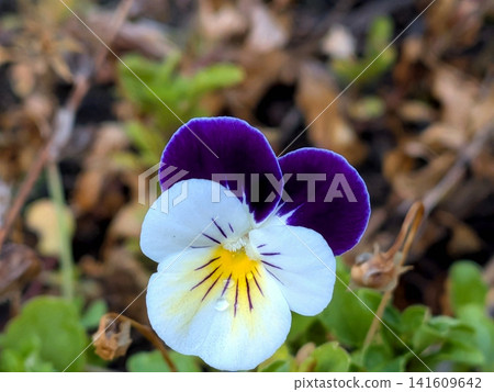 Purple and white violas blooming in the winter flowerbed Purple and white violas blooming in the winter flowerbed 141609642