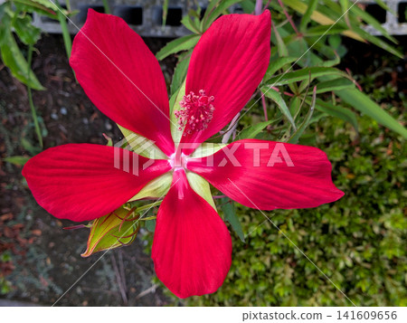 The vibrant red of the maple-leaved hibiscus flower. 141609656