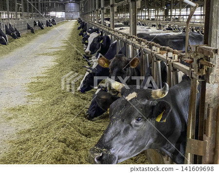 北海道中山牧場牛棚裡飼養的乳牛。 北海道中山牧場牛棚裡飼養的乳牛。 141609698