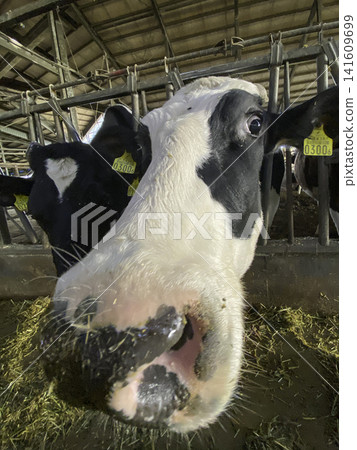 Close-up of a Holstein cow at Nakayama Ranch in Hokkaido Close-up of a Holstein cow at Nakayama Ranch in Hokkaido 141609699