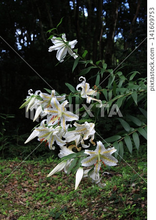 白百合花 141609753