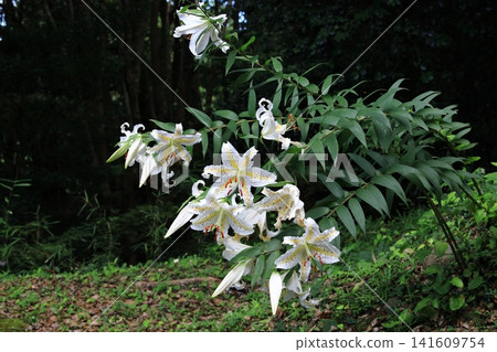 白百合花 141609754