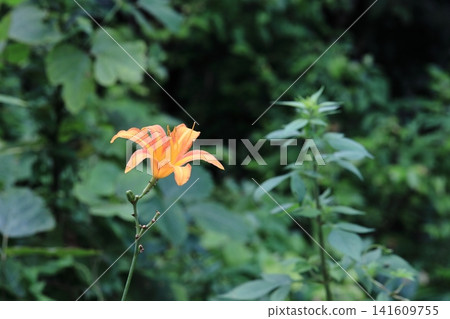 Nokanzu的花 Nokanzu的花 141609755