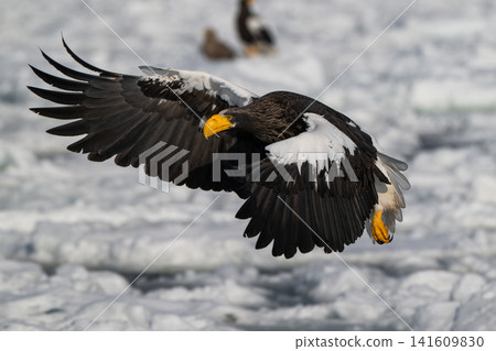 Drift ice and white-tailed eagles/Steller's sea eagles in Shiretoko, Hokkaido Drift ice and white-tailed eagles/Steller's sea eagles in Shiretoko, Hokkaido 141609830