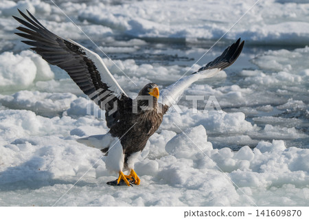 Drift ice and white-tailed eagles/Steller's sea eagles in Shiretoko, Hokkaido 141609870