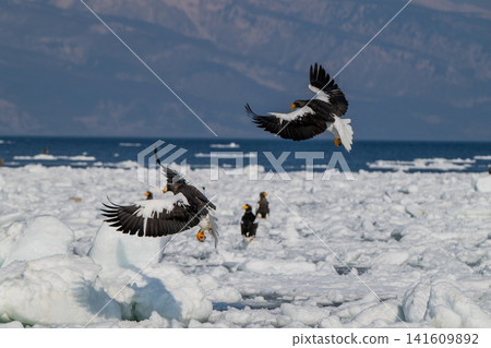 Drift ice and white-tailed eagles/Steller's sea eagles in Shiretoko, Hokkaido Drift ice and white-tailed eagles/Steller's sea eagles in Shiretoko, Hokkaido 141609892