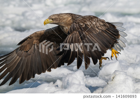 Drift ice and white-tailed eagles/Steller's sea eagles in Shiretoko, Hokkaido Drift ice and white-tailed eagles/Steller's sea eagles in Shiretoko, Hokkaido 141609893