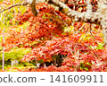 Brightly colored maple leaves 141609911